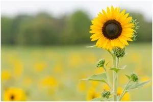 Lee más sobre el artículo que significa regalar girasoles