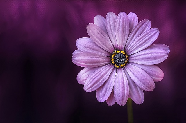 Descubre la flor que jamás deberías regalar a tu amor: ¡Impactante revelación en nuestra tienda de joyas online!