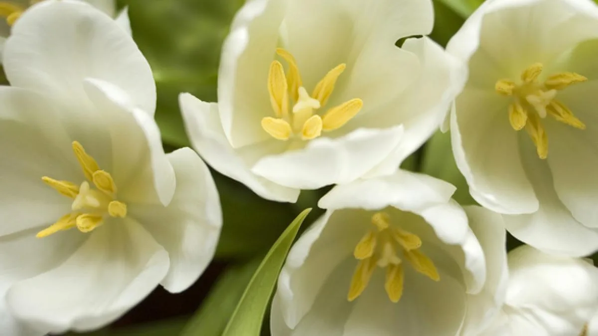 En este momento estás viendo Descubre qué flor simboliza amor eterno y sorprende a tu pareja con la joya perfecta